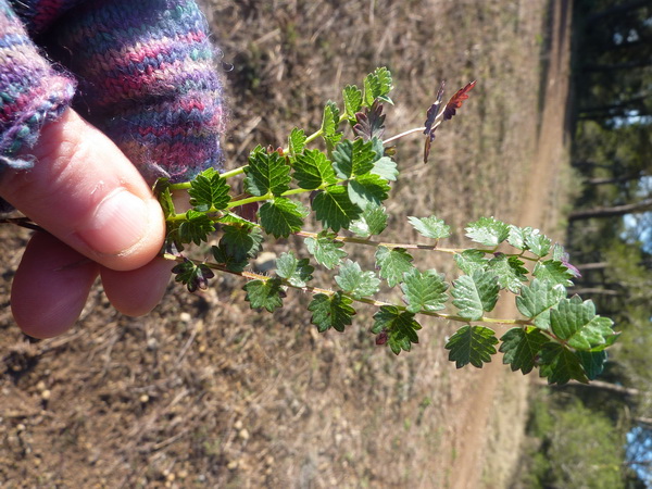 Les différentes utilisations des plantes sauvages